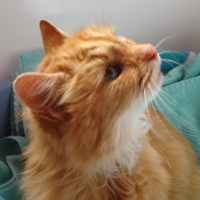 Ginge